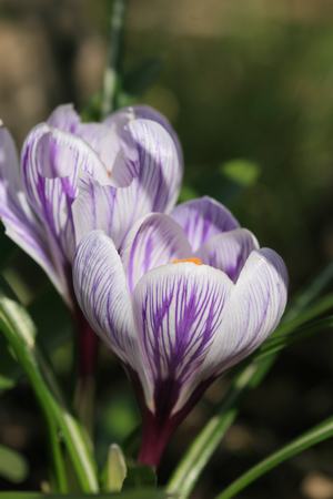 Crocus Pickwick på Syverud gård. Foto: Camilla Hesby Johnsen